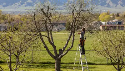 Arborist pruning fruit tree in Ogden UT backyard orchard for healthy growth and expert tree service