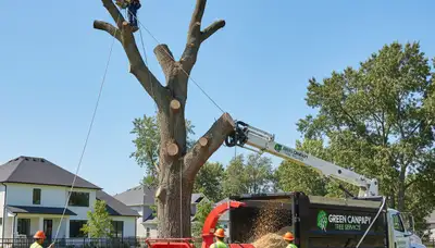 Professional tree removal service in Ogden, UT by Chop Chop Tree experts safely clearing large trees