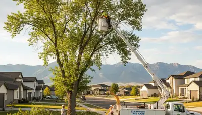 Professional tree removal service in Ogden, UT safely cutting and clearing large trees