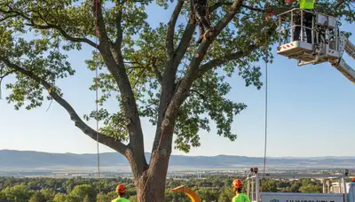 Professional tree removal service in Ogden, Utah by certified arborists at Tree Service Ogden Utah