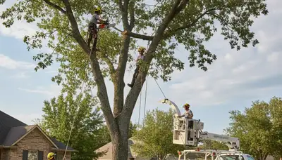 Arborist trimming large oak tree branches in Ogden, UT for Chop Chop Tree professional service