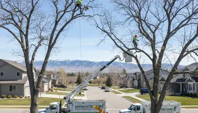 Professional tree removal service in Ogden, UT safely cutting down large backyard pine tree