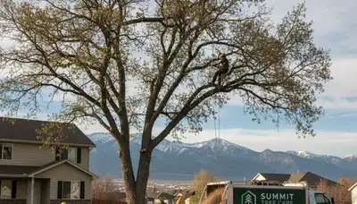 Professional tree removal service in Ogden, Utah by certified arborists at Tree Service Ogden
