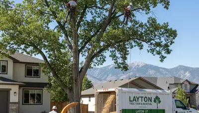Professional tree removal service team cutting large oak tree in Ogden, Utah