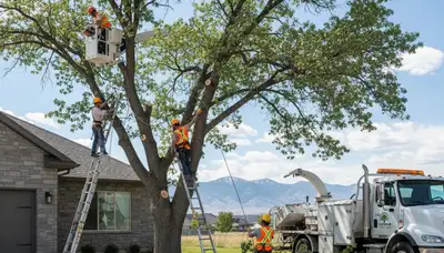 Professional tree removal service crew in Ogden, Utah safely cutting down a large backyard tree