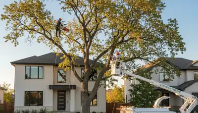 Professional tree removal service in Ogden, Utah safely clearing large oak tree branches