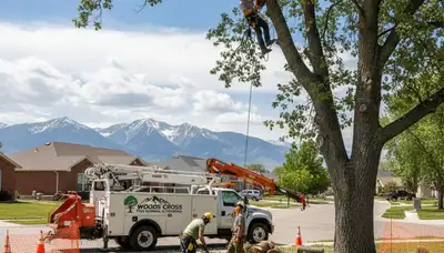 Professional tree removal crew working safely on large oak in Ogden, Utah