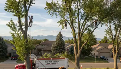 Professional tree removal service in Ogden UT safely cutting large tree branches