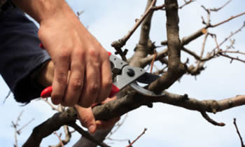 Tree Pruning in Ogden UT Tree Pruning Services in Ogden UT Quality Tree Pruning in Ogden UT