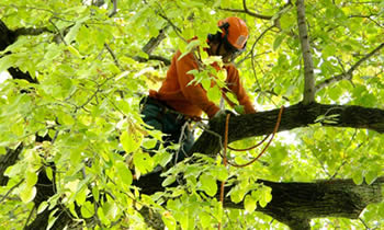 Tree Trimming in Ogden UT Tree Trimming Services in Ogden UT Tree Trimming Professionals in Ogden UT Tree Services in Ogden UT Tree Trimming Estimates in Ogden UT Tree Trimming Quotes in Ogden UT