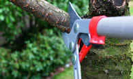 Tree Pruning Services in Ogden UT